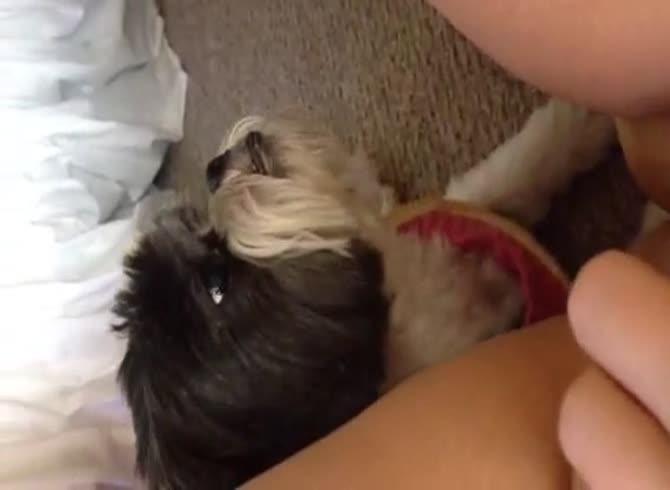 Video :Cute shih-tzu dog licking the pussy of owner in pet porn